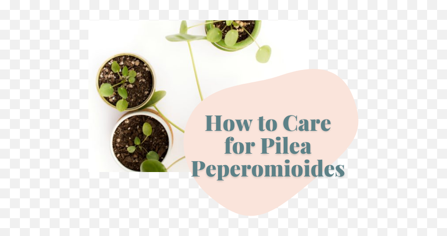 How To Care For Pilea Peperomioides - Language Emoji,Green And Plants Indoor Effect On Human Emotion