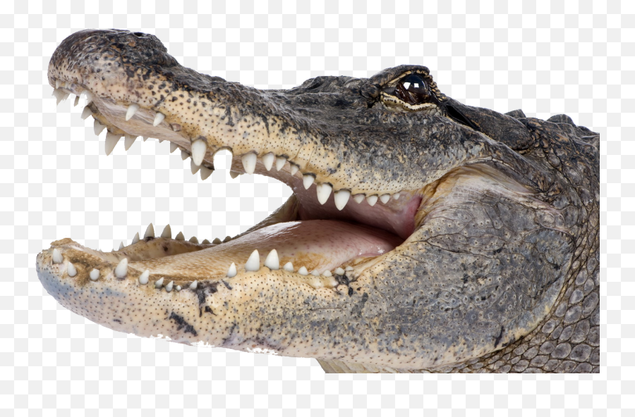Free Transparent Crocodile Png Download - Crocodile Png Transparent Emoji,Alligator Emoji