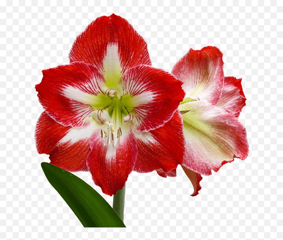 29 Exotic Flowers To Brighten Your Outdoor Space Flower Emoji,Pink Flower Emoticon For Facebook