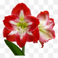 29 Exotic Flowers To Brighten Your Outdoor Space Flower Emoji,Pink Flower Emoticon For Facebook