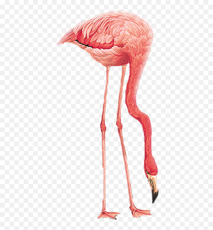 Flamingo Hd Png Transparent Images Download - Yourpngcom Emoji,Flamin Emoji
