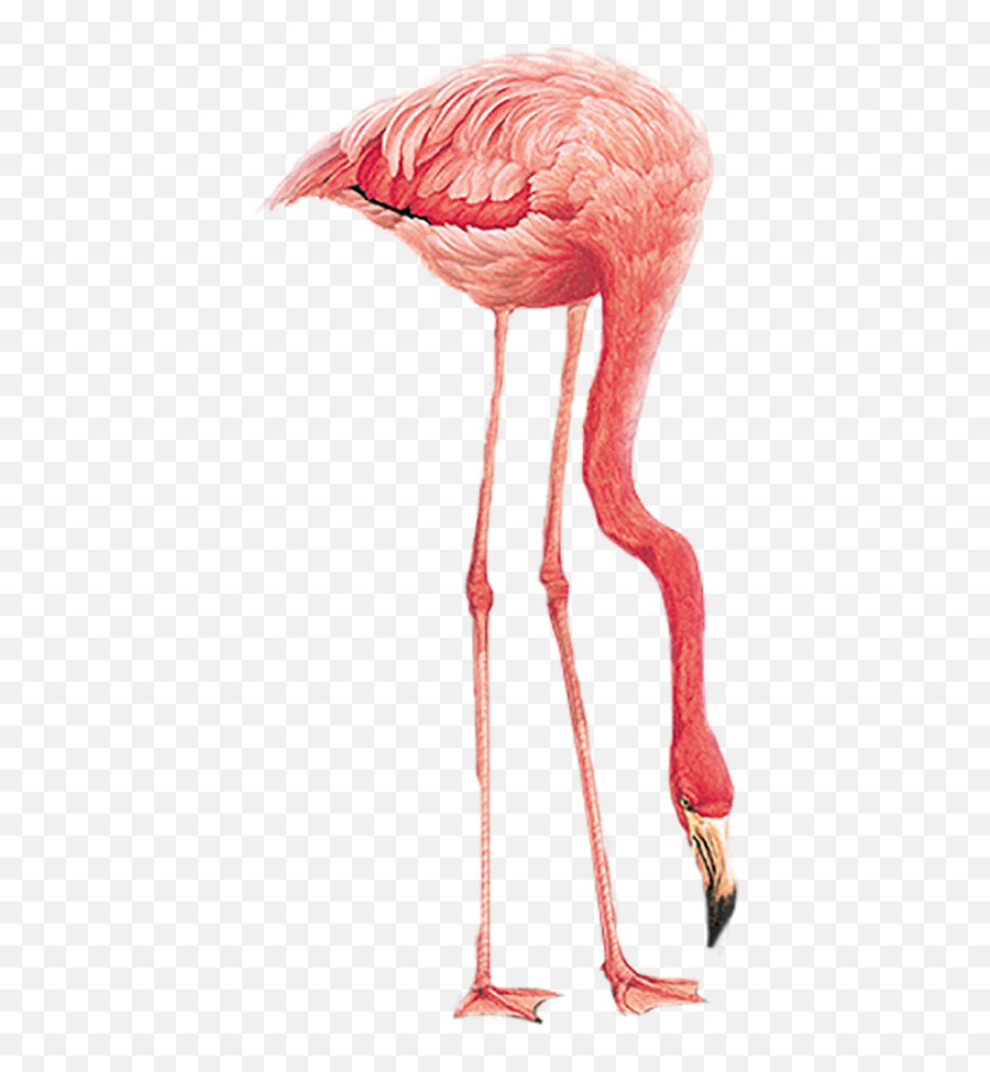 Flamingo Hd Png Transparent Images Download - Yourpngcom Emoji,Flamin Emoji Flamingo Hd Png Transparent Images Download - Yourpngcom Emoji,Flamin Emoji