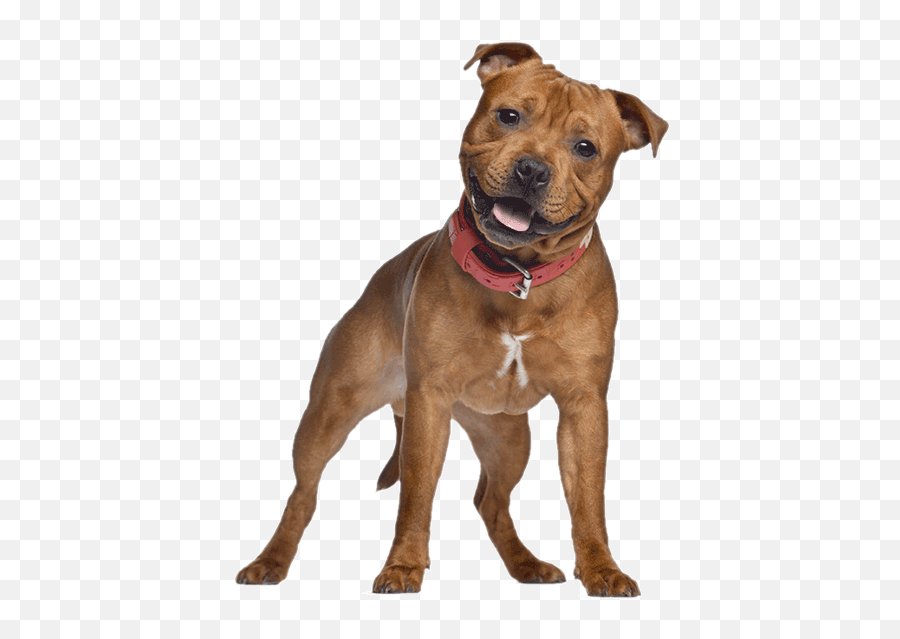 Free Press Wv - Staffordshire Bull Terrier Emoji,Emoji Pillows Cvs