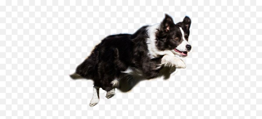 Dog Agility - Border Collie Agility Clipart Emoji,Border Collie Emoji