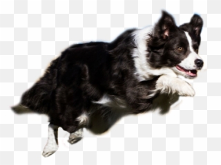 Dog Agility - Border Collie Agility Clipart Emoji,Border Collie Emoji