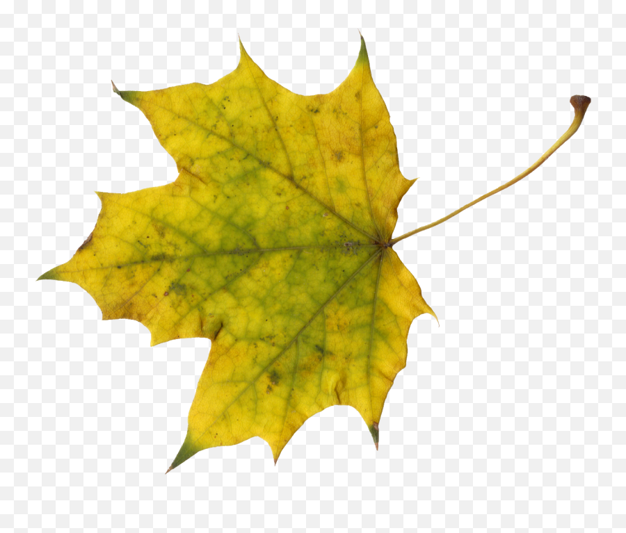 Sugar Maple Maple Leaf Autumn - Portable Network Graphics Emoji,Maple Leaf Emoticon