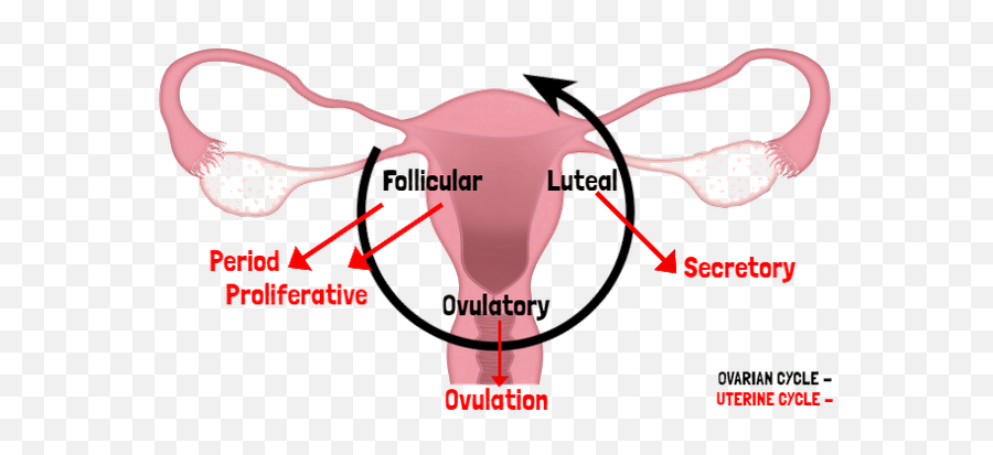 Why Are Women Horny During Their Period - Uterus Emoji,Horny Emotions