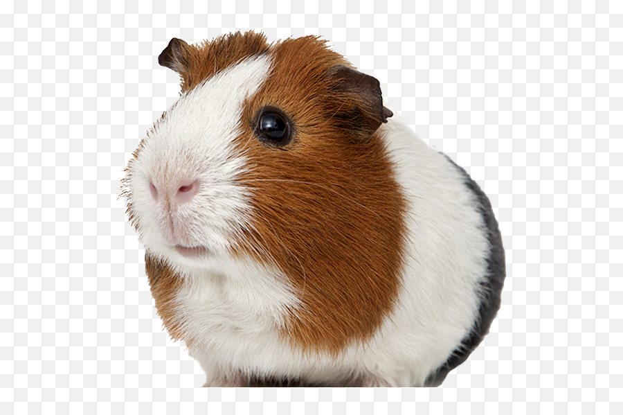 Guinea Pig Transparent Background - Guinea Pig Transparent Png Emoji,Guinea Pig Emoji