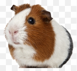 Guinea Pig Transparent Background - Guinea Pig Transparent Png Emoji,Guinea Pig Emoji
