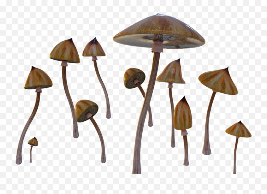 Cougarsdelasalle - Psichedelic Moshrooms Png Transparent Emoji,Emoji Beech House Answer