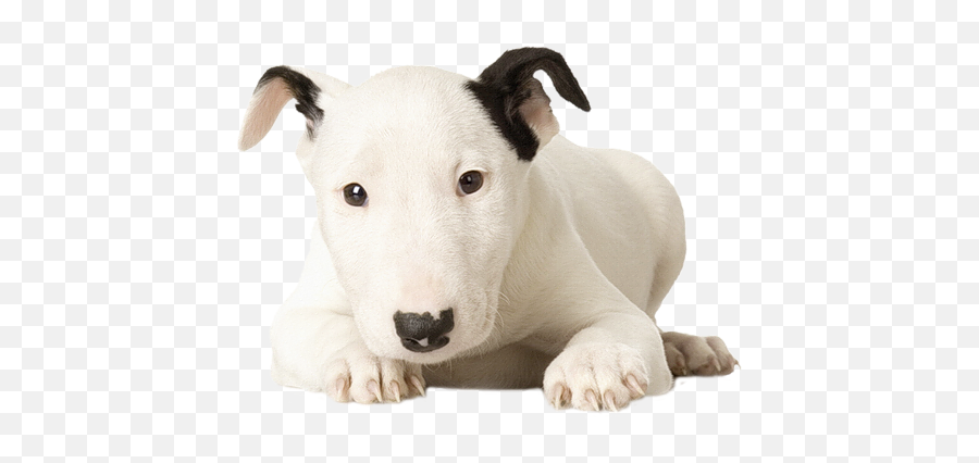 Jack Russel Png Official Psds - Bull Terrier Puppy Png Emoji,Bull Terrier Emojis