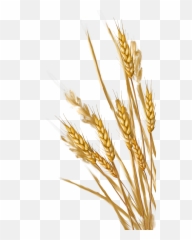 Fried Rice Clip Art - Wheat Png Emoji,Ear Of Rice Emoji Transparent