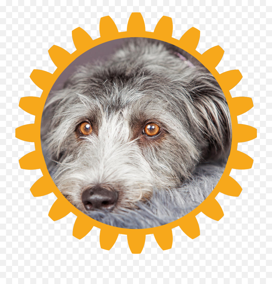 Virtual Dog Show Rotary Club - Airc Emoji,Bouncing Dog Emoticon