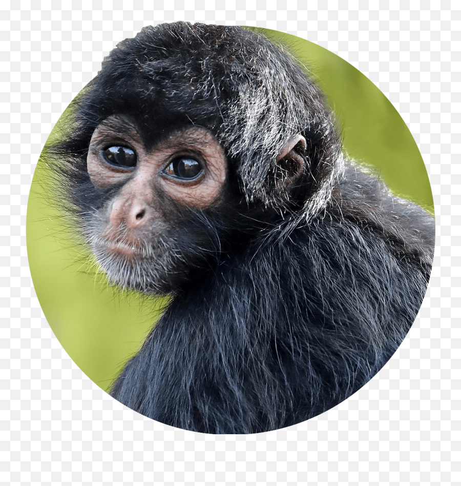 Home - Treetop Trek Emoji,Why Does Thinknoodles Use Th Monkey Emoji