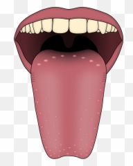 Taste Clipart Toung Taste Toung Transparent Free For - Sense Organ Tongue Clipart Emoji,Toung Out Emoji