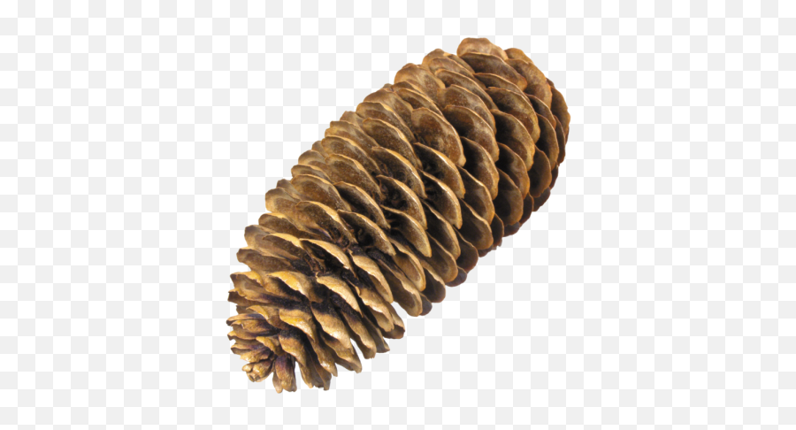 Pine Png And Vectors For Free Download - Dlpngcom Spruce Cone Png Emoji,Pine Cone Emoji