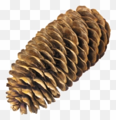 Pine Png And Vectors For Free Download - Dlpngcom Spruce Cone Png Emoji,Pine Cone Emoji
