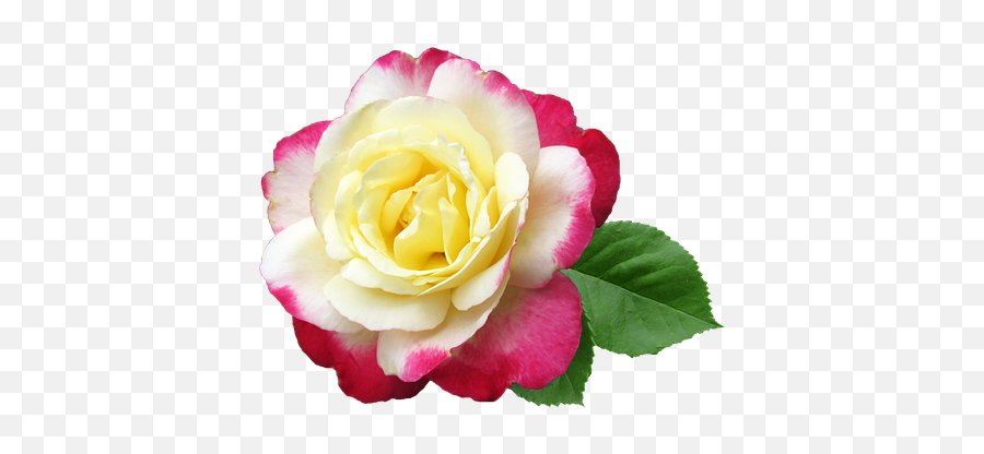 600 Free Delighted U0026 Delight Photos - Pixabay Rose Images Cut Out Emoji,The Emotion Of Surprise And Delight