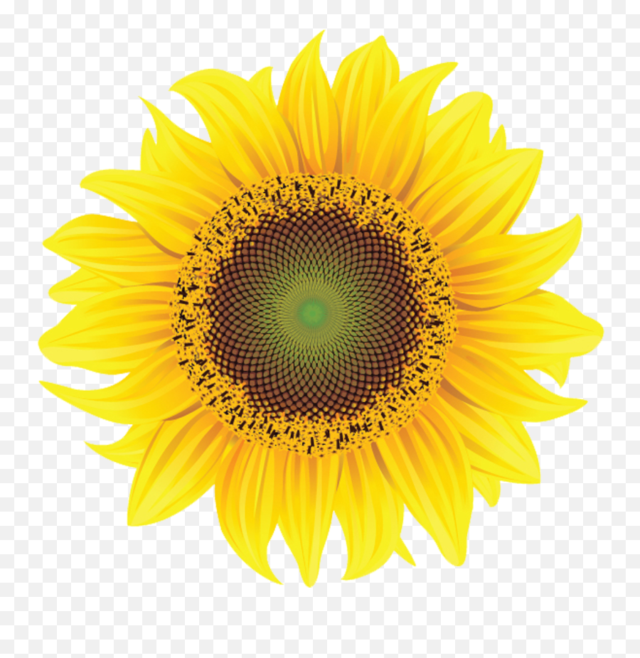 Program Directory - Sunflower Png Emoji,Sunflowers Emotion