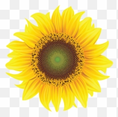 Program Directory - Sunflower Png Emoji,Sunflowers Emotion