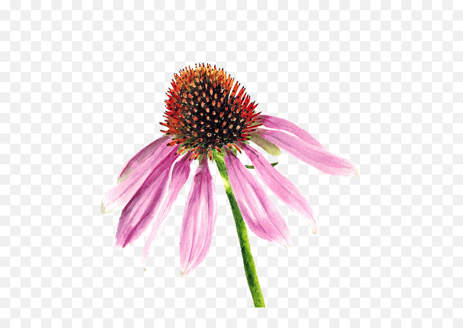 Purple Coneflower Echinacea Botanical - Echinacea Watercolor Emoji,Paint Emoji Onto Tote Bag