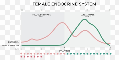 28 Day Menstrual Cycle Hormones - Plot Emoji,28 Day Cycle Emotion