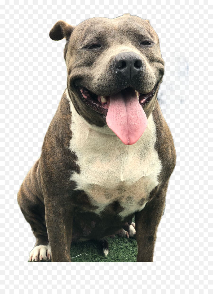 Americanbully Pitbull Sticker - Pitbull Dog Transparent Emoji,Pitbull Emoji
