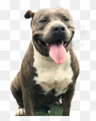 Americanbully Pitbull Sticker - Pitbull Dog Transparent Emoji,Pitbull Emoji