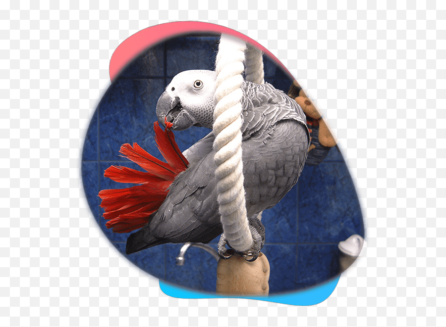 Conures For Sale - Grey Parrot Emoji,African Grey Parrot Reading Emotions