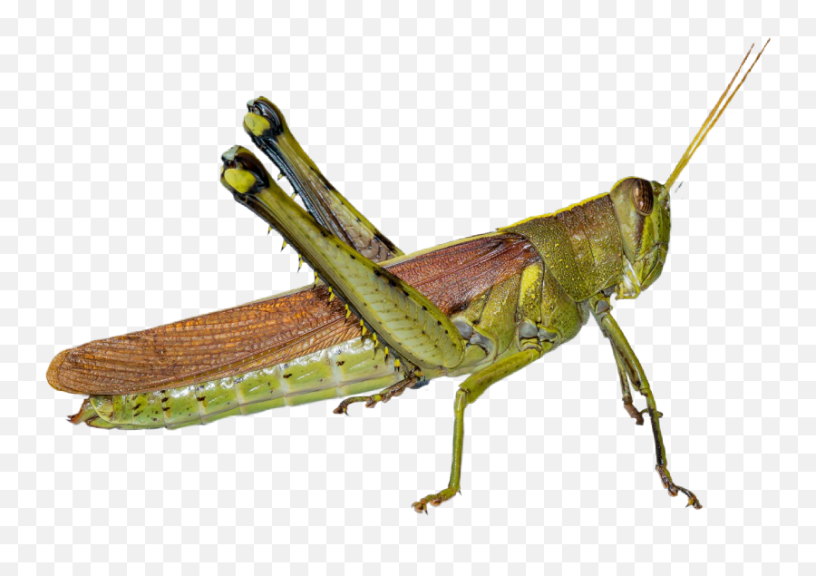 Gafanhoto Grasshopper Grilo Cricket - Parasitism Emoji,Crickets Emoji