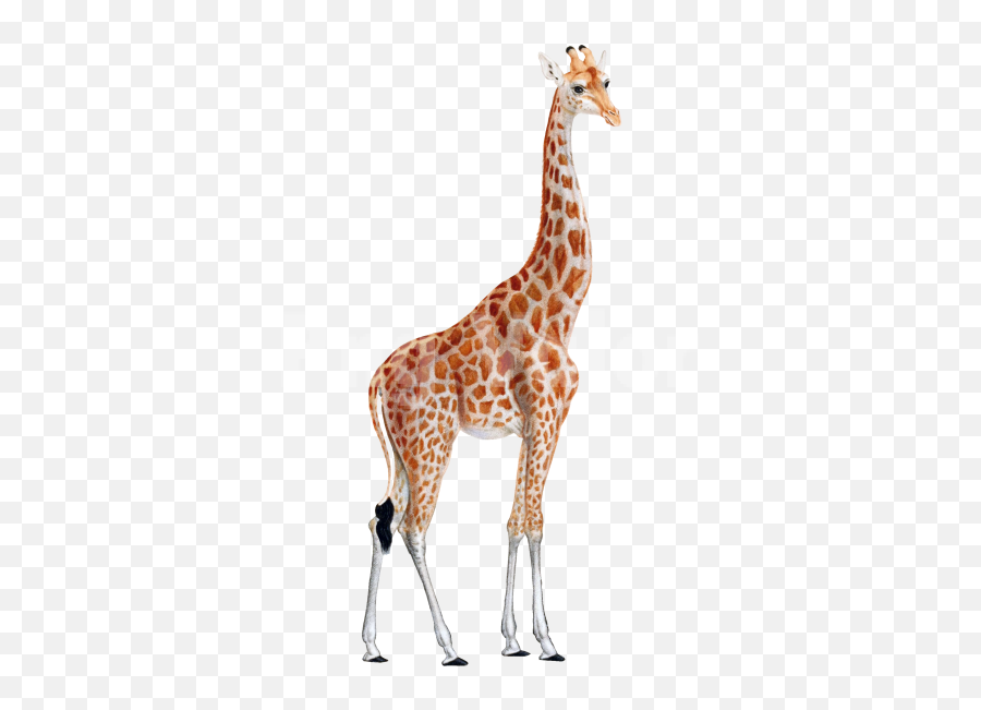 Pin - Transparent Giraffe Png Emoji,Picture Of Giraffe Emoji