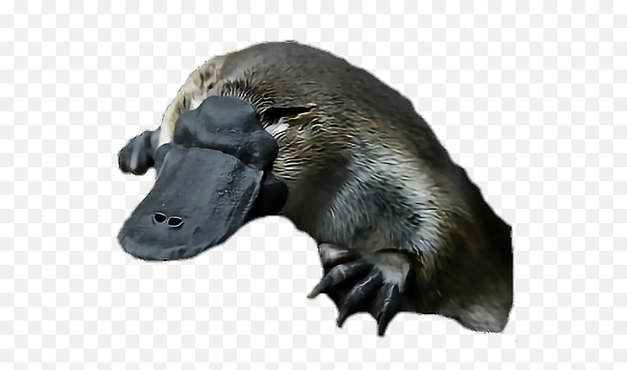 Animal Platypus Australia Sticker - Australian Platypus Emoji,Platypus Emoji