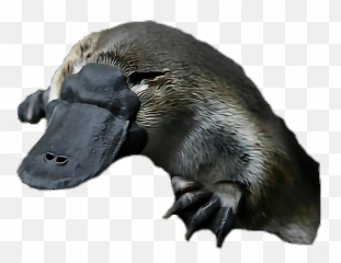 Animal Platypus Australia Sticker - Australian Platypus Emoji,Platypus Emoji