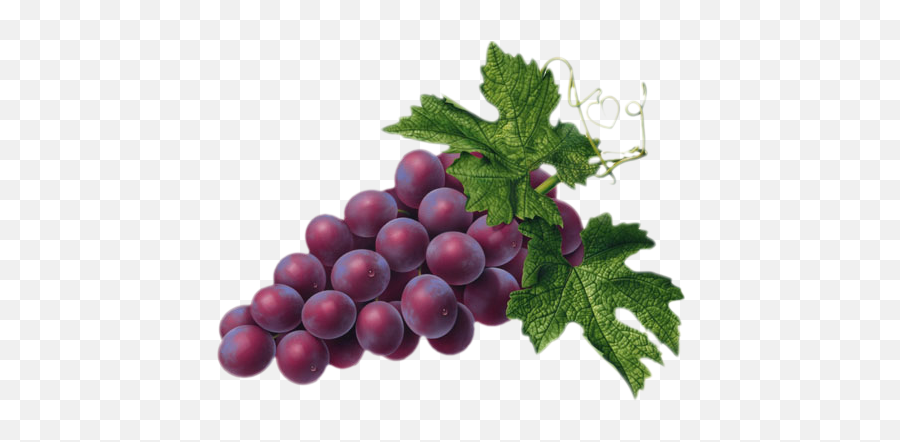Grapes Clipart Free Images 2 - Clipartingcom Grape Gfuel Emoji,Facebook Emoticons Grapes