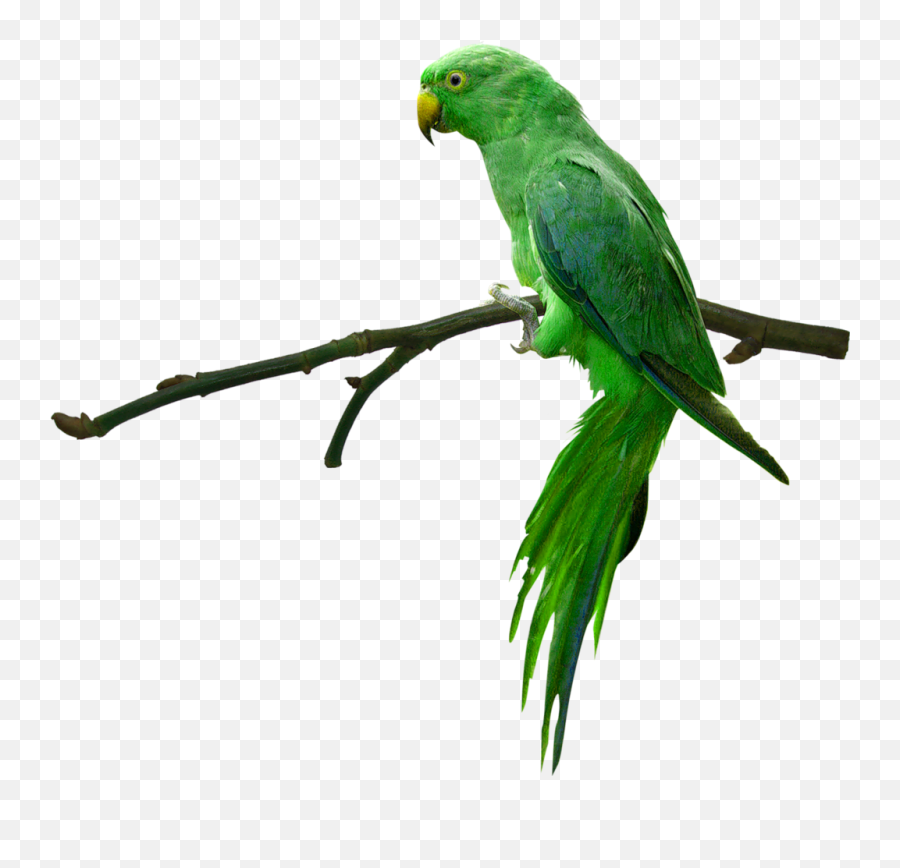 Green Perched Parrot Free Image Download Emoji,Animal Emotion Amazon
