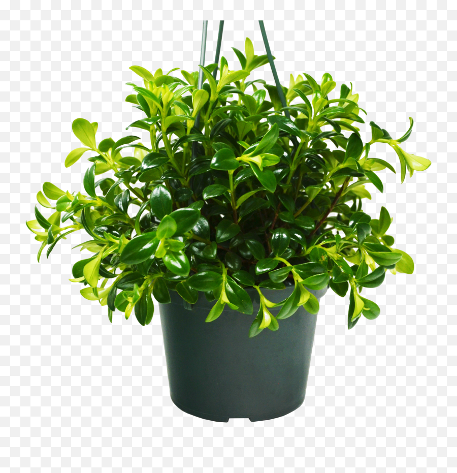 Moondrop Creme U0026 Green Hawaiian Schefflera Plant - Great Emoji,Angry Emoticon Asian Dongert