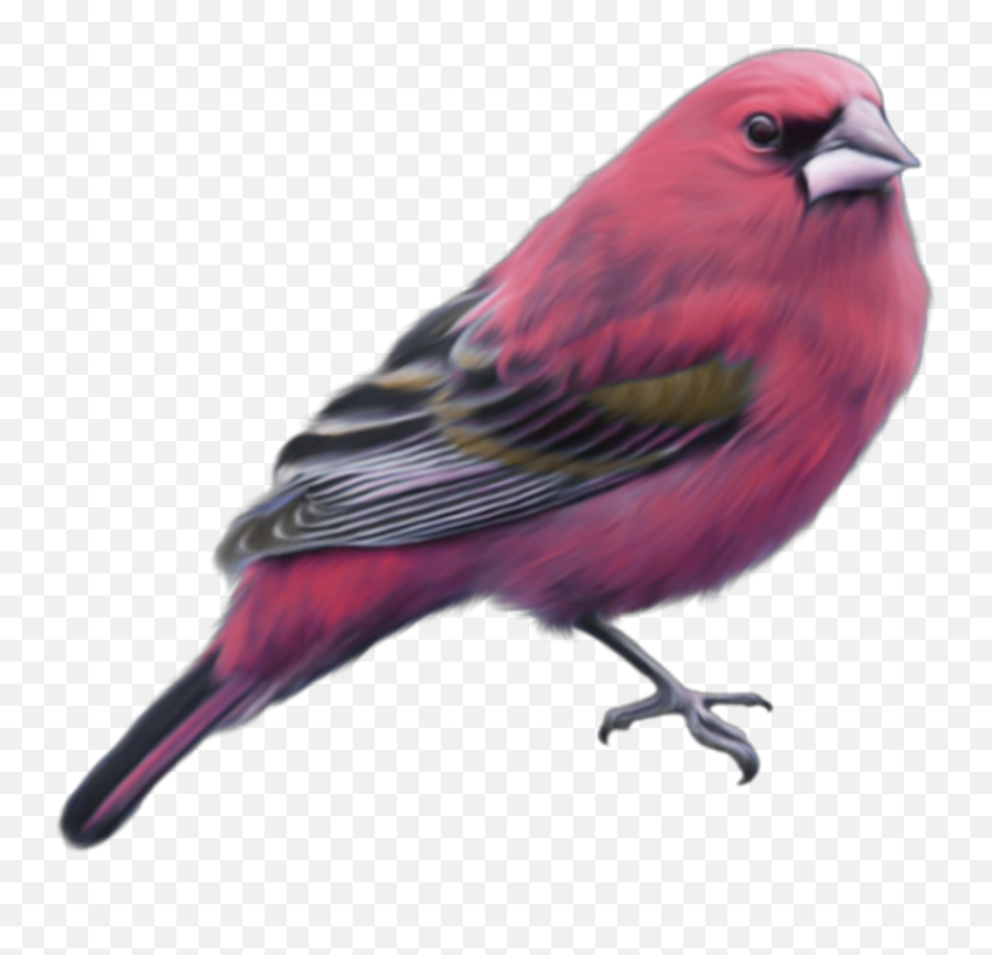 Bird Sticker - Finches Emoji,Finch Emoji