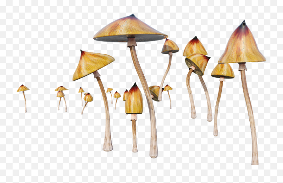 Cougarsdelasalle - Wild Mushroom Emoji,Emoji Beech House Answer