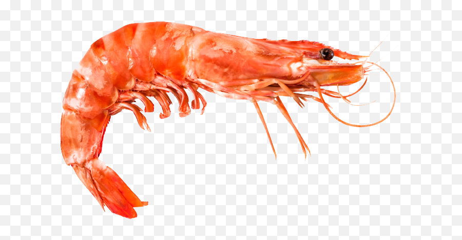 Shrimp Png Photos U2013 Png Lux - Transparent Background Shrimp Png Emoji,Tiger Shrimp Emoji Quiz