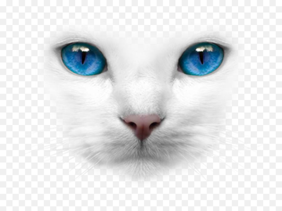 Discover Trending - Cat Blue Eye Waith Emoji,Cat Pls Deviantart Emojis