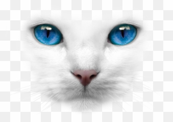 Discover Trending - Cat Blue Eye Waith Emoji,Cat Pls Deviantart Emojis