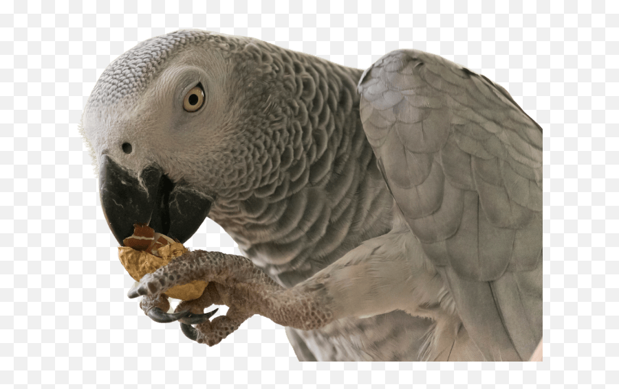 Home - Grey Parrot Emoji,African Grey Parrot Reading Emotions