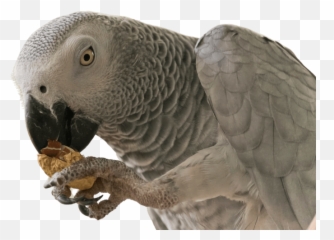 Home - Grey Parrot Emoji,African Grey Parrot Reading Emotions