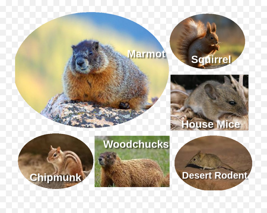 Rodents Howtogetridofrodents Texomapestcontrol Glogster - Groundhog Day Emoji,Ground Hog Woodchuck Emojis