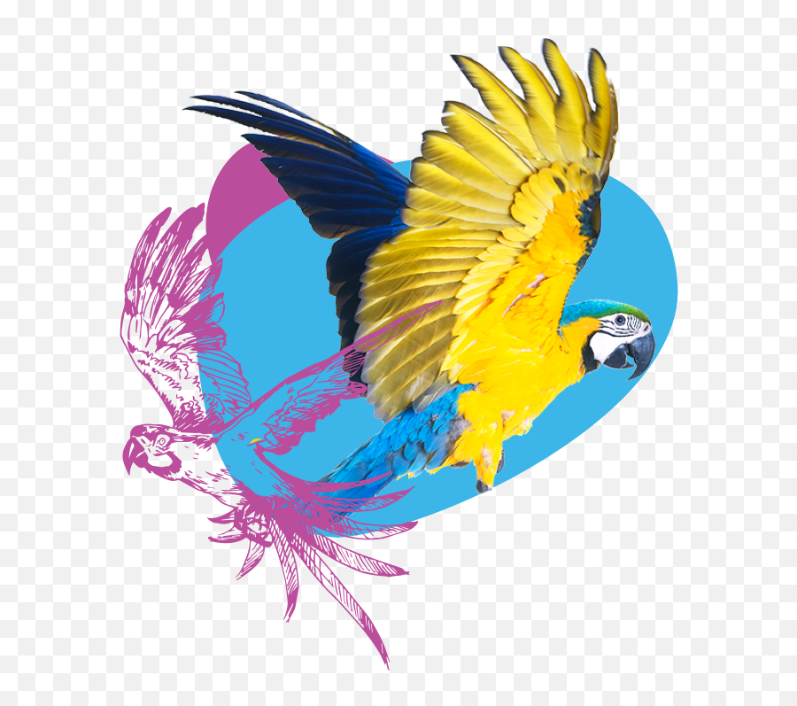 Bird Vet Perth Melbourne Brisbane - Pet Birds Emoji,Long-billed Corella Smile Emoticon