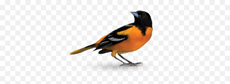 Oriole Sticker - Oriole Bird On Transparent Background Emoji,Oriole Emoji