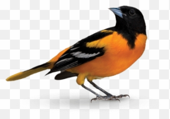 Oriole Sticker - Oriole Bird On Transparent Background Emoji,Oriole Emoji