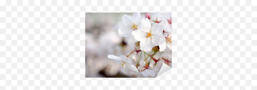 Sticker Cherry Blossoms - Pixersus Emoji,Cherry Bossom Emoji