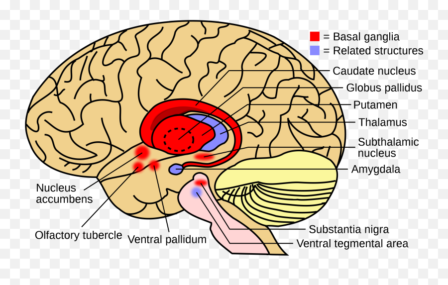 Basal Ganglia - Wikipedia Basal Ganglia Png Emoji,Components Of Emotion