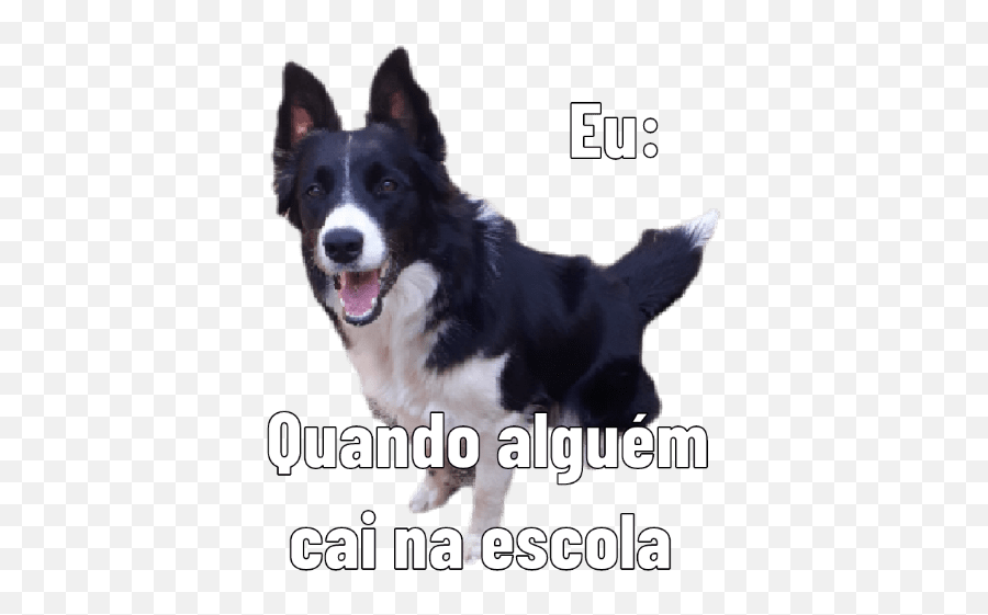 Vida De Jessie - Photo Caption Emoji,Border Collie Emoji